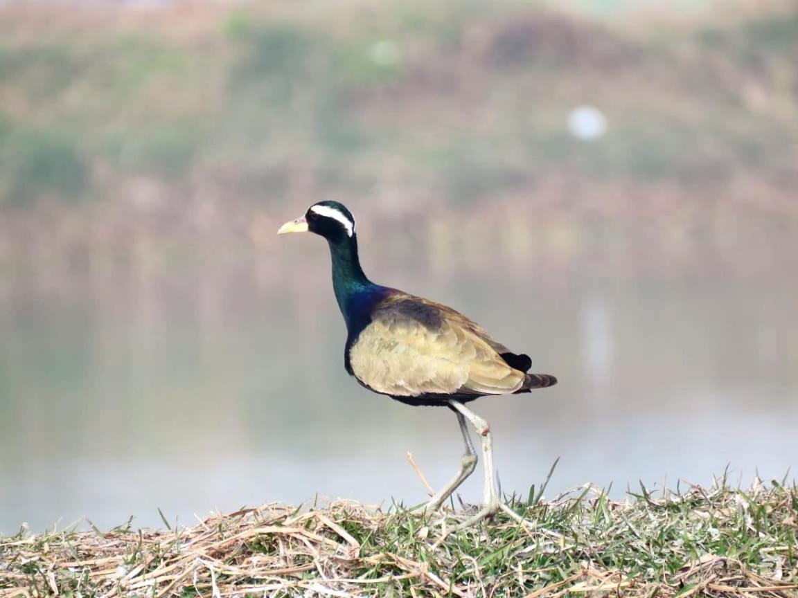 Ibishouse Farm Stay Bharatpur Ngoại thất bức ảnh