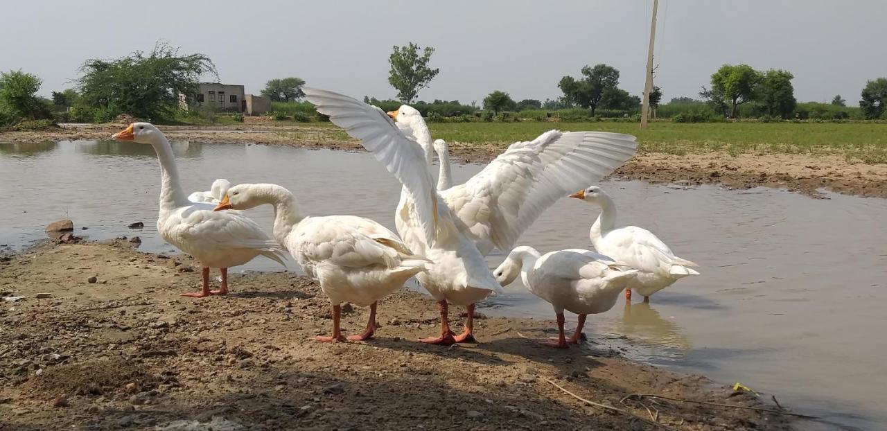 Ibishouse Farm Stay Bharatpur Ngoại thất bức ảnh