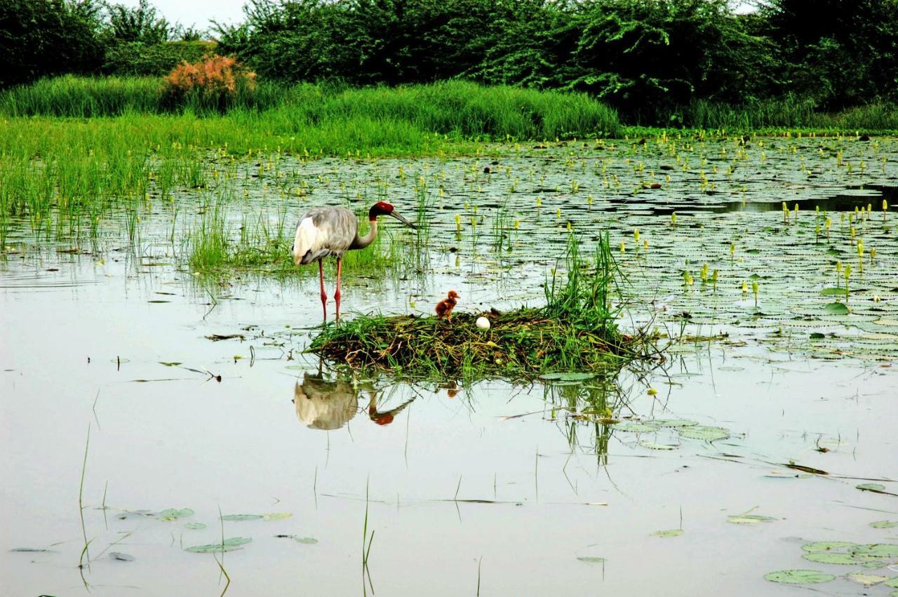 Ibishouse Farm Stay Bharatpur Ngoại thất bức ảnh