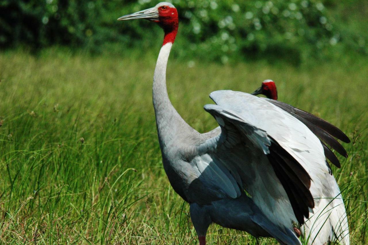 Ibishouse Farm Stay Bharatpur Ngoại thất bức ảnh